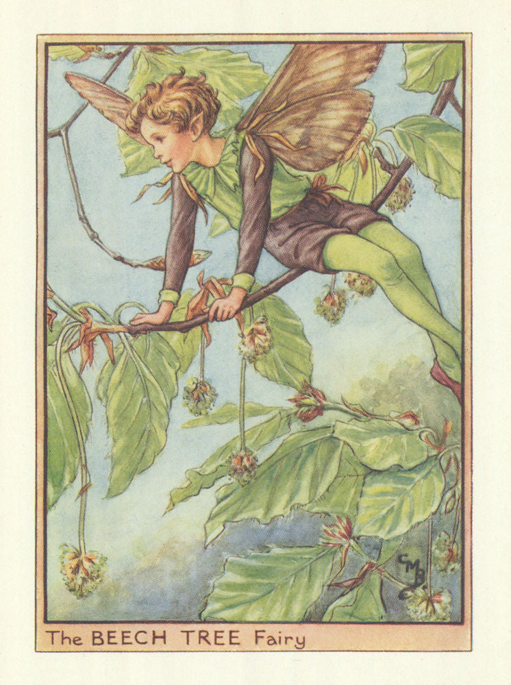 Beech Tree Fairy by Cicely Mary Barker. Flower Fairies of the Trees c1940